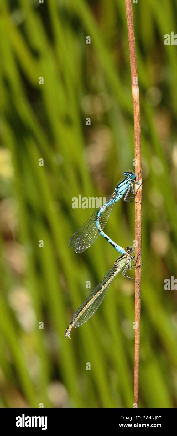 Damselflies blu di accoppiamento e la deposizione delle uova. Foto Stock