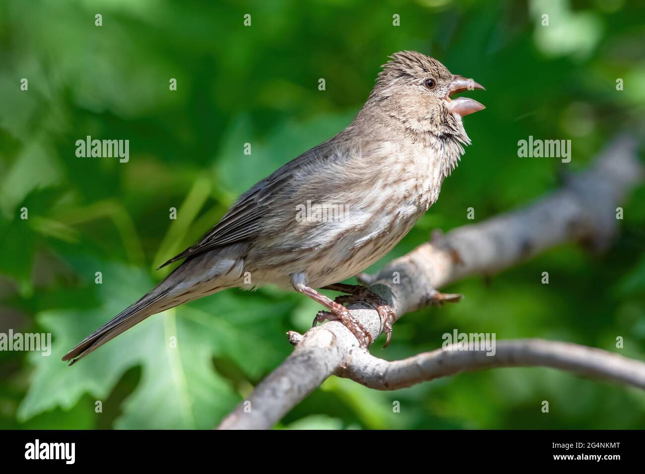 Female House Finch Calling out, arroccato su un ramo di un Silver Maple Tree. Foto Stock
