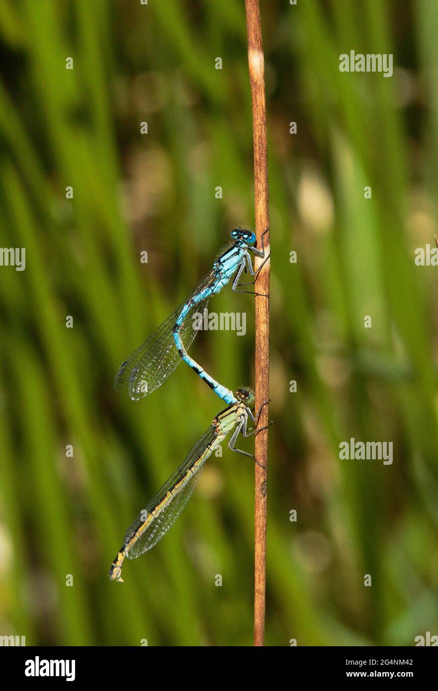 Damselflies blu di accoppiamento e la deposizione delle uova. Foto Stock