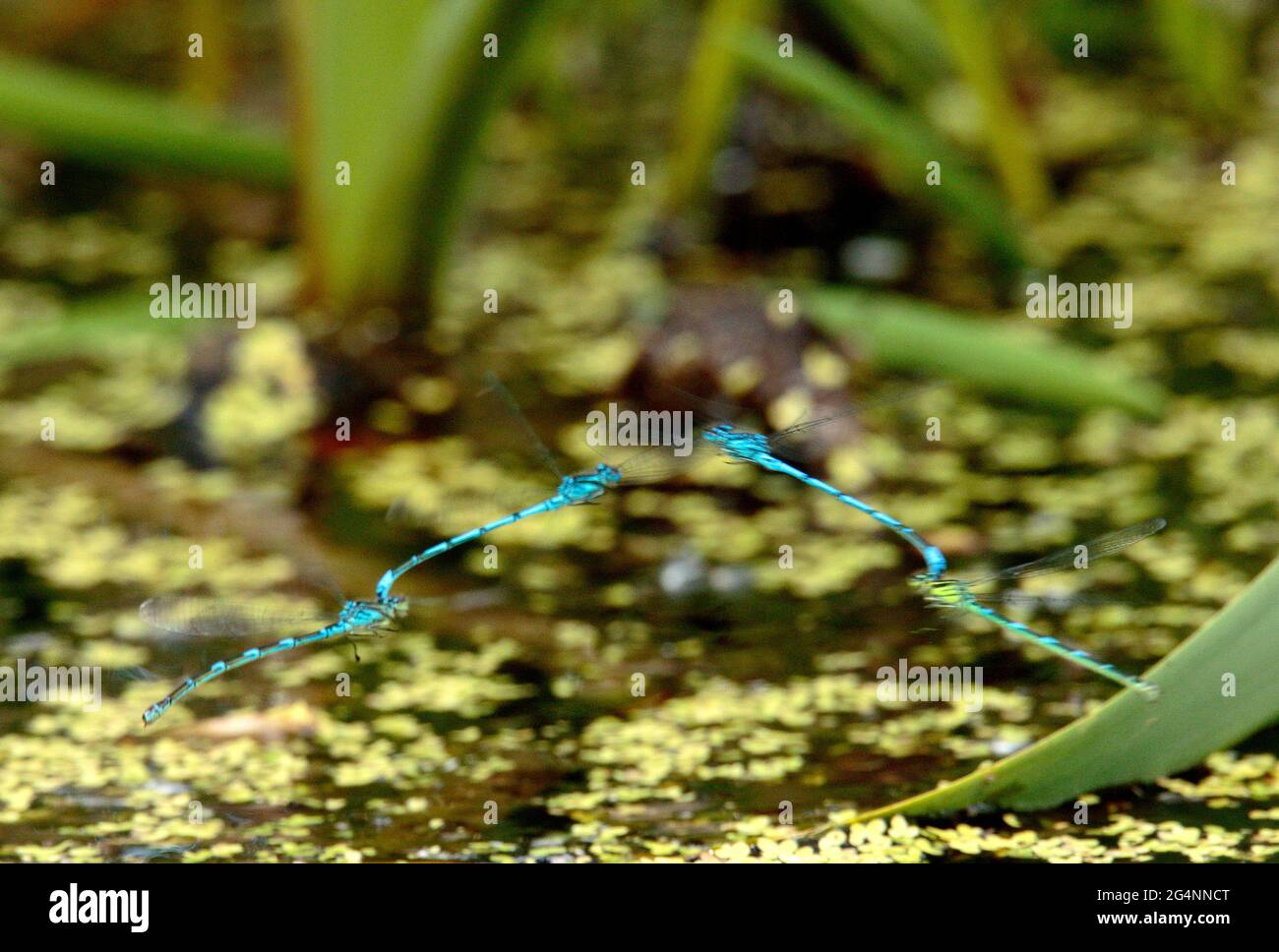 Damselflies blu di accoppiamento e la deposizione delle uova. Foto Stock