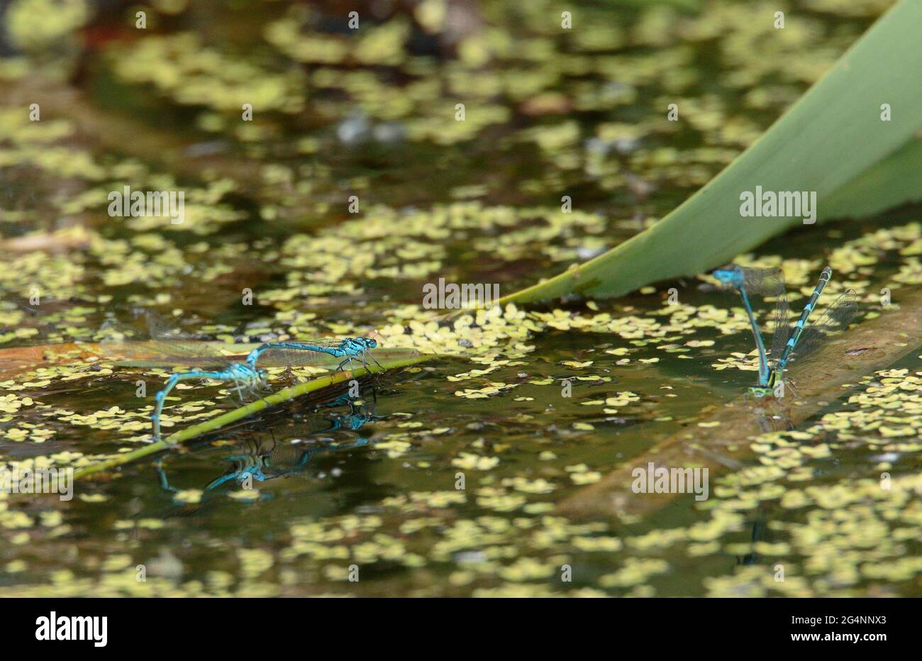 Damselflies blu di accoppiamento e la deposizione delle uova. Foto Stock