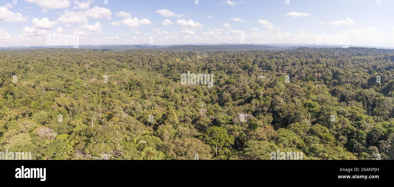 Vista panoramica su una distesa ininterrotta della foresta pluviale amazzonica incontaminata in Ecuador Foto Stock