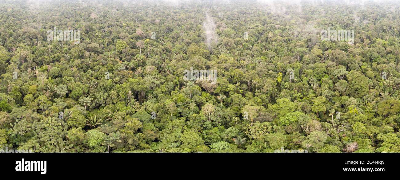 Panorama aereo di immacolata foresta pluviale tropicale in Ecuador vicino Rio Shiripuno. Foto Stock