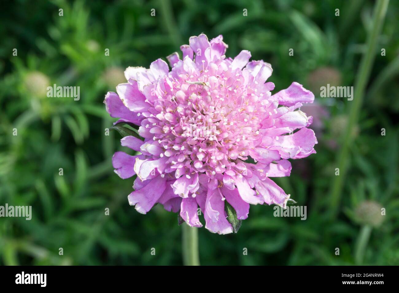 Scabious 'Pugno Rosa', Scabiosa columbaria. Foto Stock