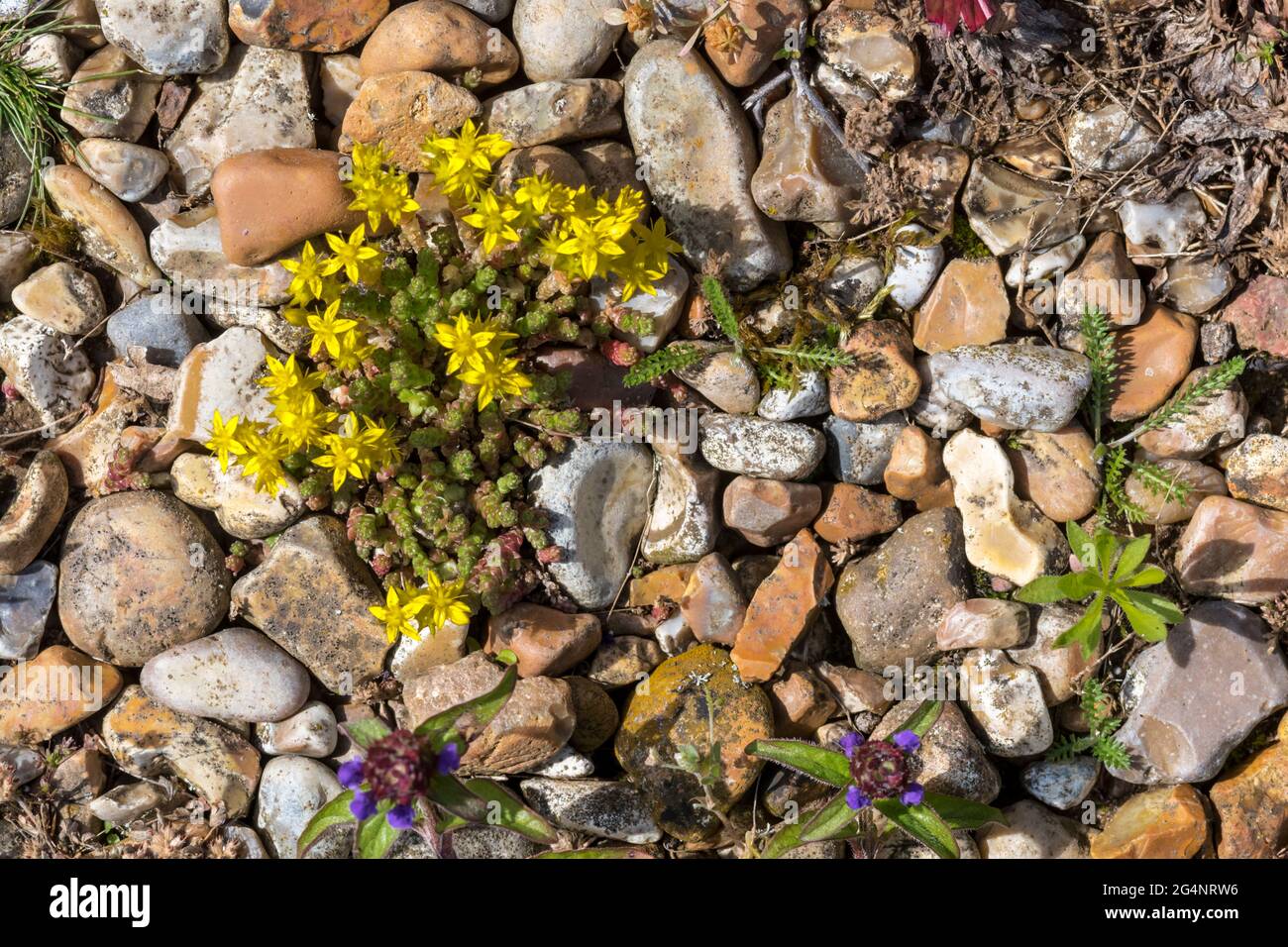 Stonecrop di morso, acro di Sedum, che cresce attraverso ghiaia. Foto Stock