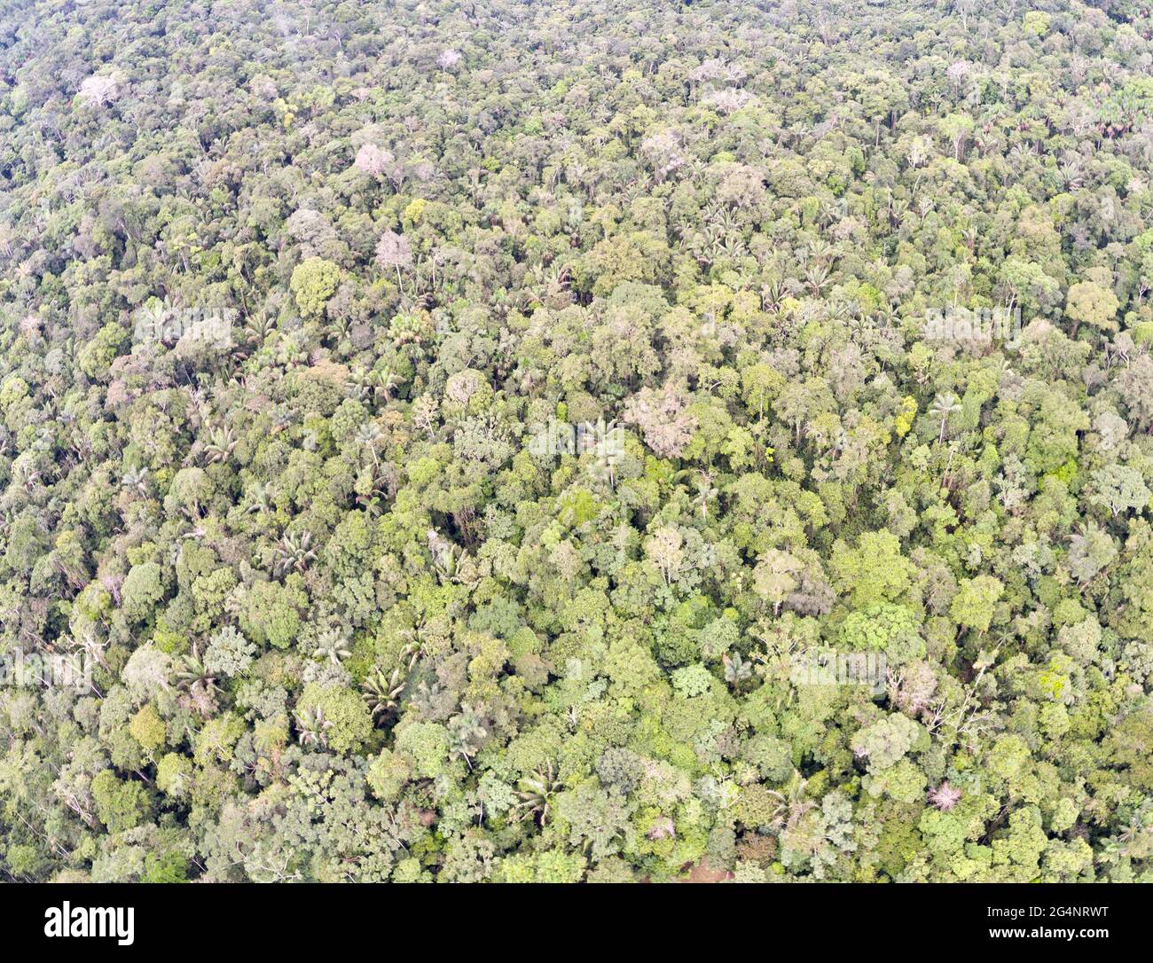 Guardando verso il basso fino al baldacchino della foresta pluviale tropicale incontaminata vicino a Rio Shiripuno nell'Amazzonia ecuadoriana. Foto Stock