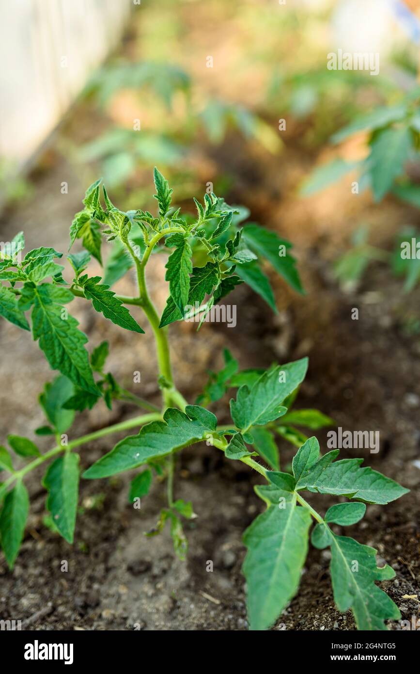 Piantine di pomodoro, piantine di pomodoro giovani piante verdi nella serra iniziano a fiorire Foto Stock