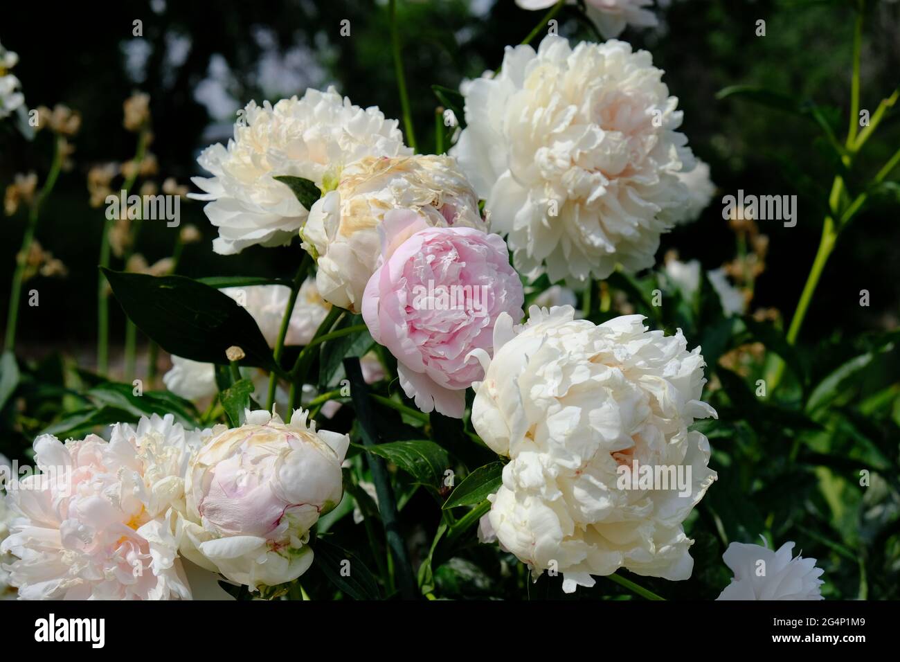 Questa è una fotografia di un giardino comune peony fioritura fiori bianchi e rosa. Ho girato questo a Kendrick Lake Park a Lakewood, Colorado. Foto Stock