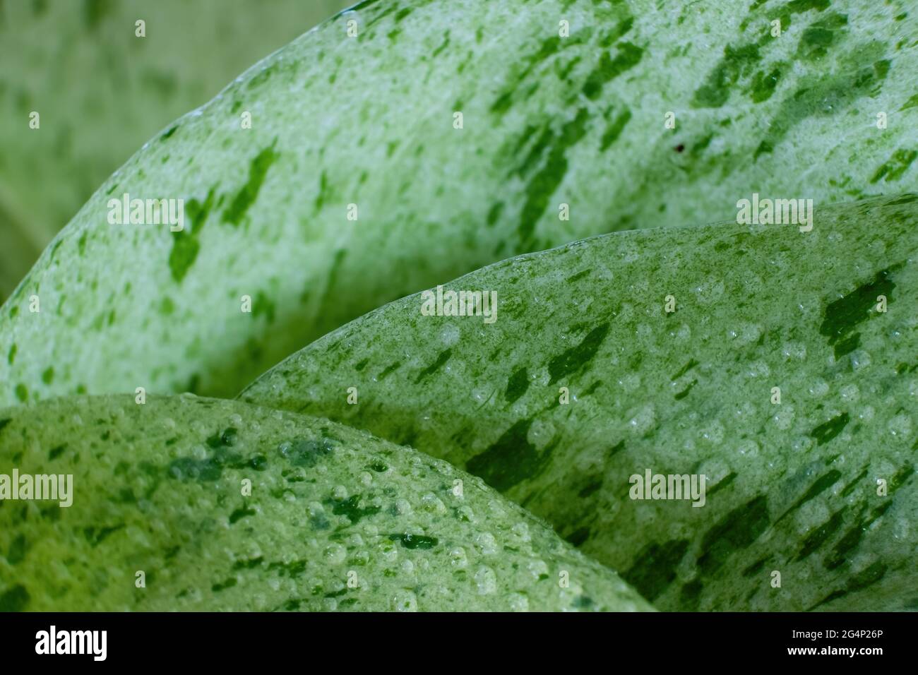 Gocce di rugiada su strati di foglie di pothos con fuoco limitato Foto Stock