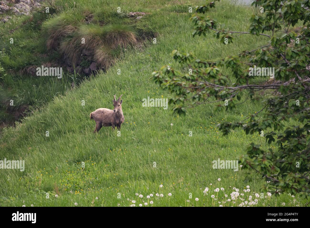 Uno stambecco orobico si guarda intorno a camminare nei prati di montagna tra gli alberi Foto Stock