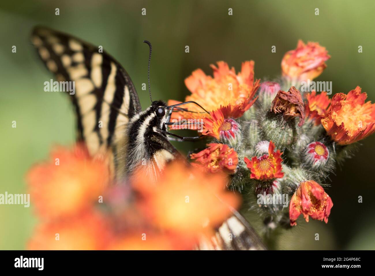 Papilio canadensis, la coda di rondine della tigre canadese a Pilosella aurantiaca (volpe e cubetti, punta di falco arancione, pennello del diavolo, grim-the-collier) Foto Stock