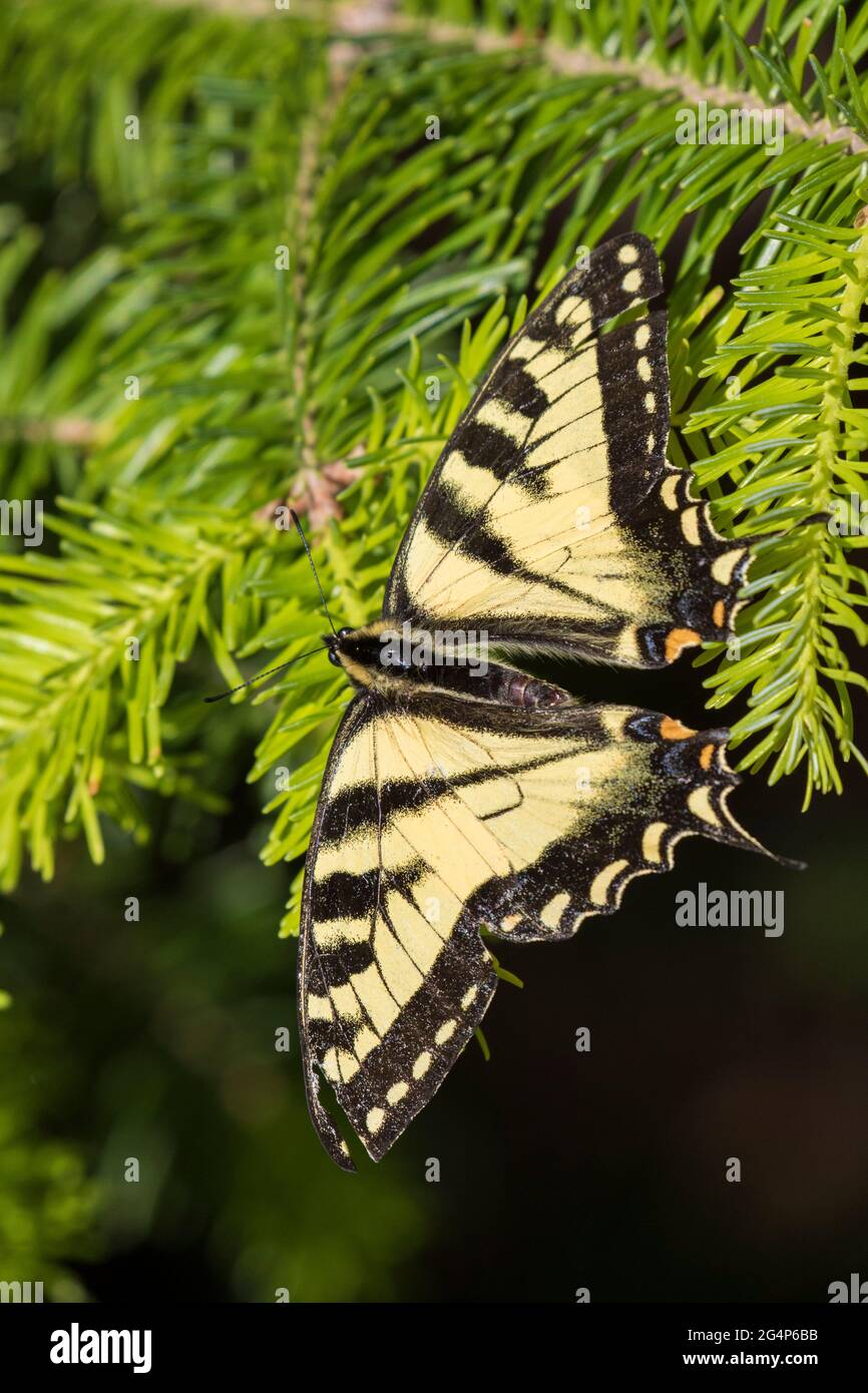 Papilio canadensis, la coda di rondine della tigre canadese a Pilosella aurantiaca (volpe e cubetti, punta di falco arancione, pennello del diavolo, grim-the-collier) Foto Stock