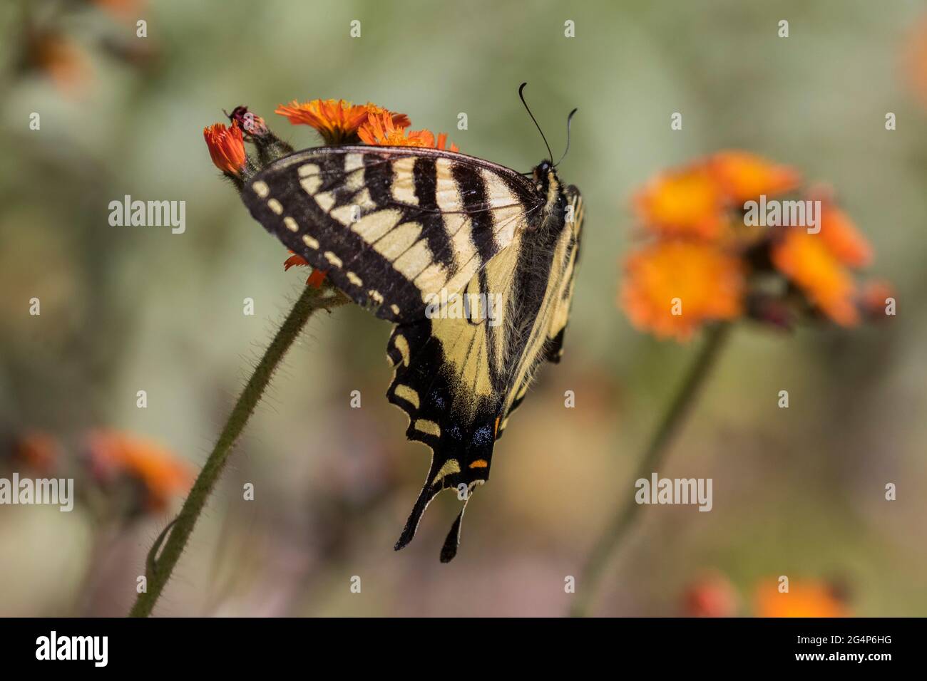 Papilio canadensis, la coda di rondine della tigre canadese a Pilosella aurantiaca (volpe e cubetti, punta di falco arancione, pennello del diavolo, grim-the-collier) Foto Stock