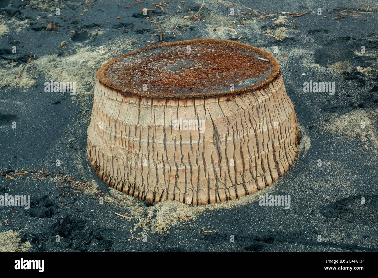 Tree Cut Down sulla spiaggia di Palomino con sporca sabbia nera intorno ad essa, a L Guajira, Colombia Foto Stock