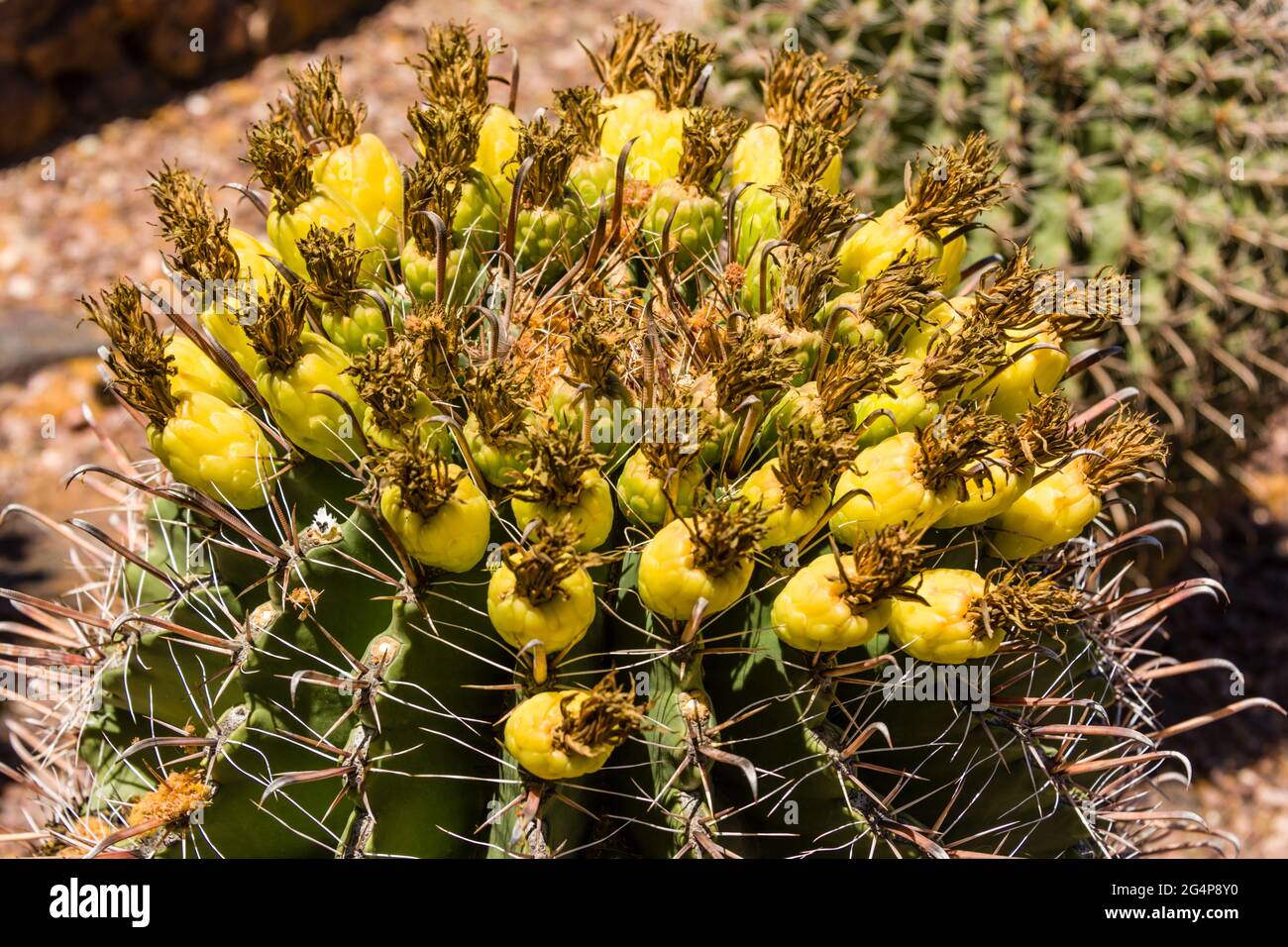 Giardino Botanico del deserto - piante e sculture - frutta che forma su un Fishhook Barrel Cactus (Ferocactus wislizeni) Foto Stock