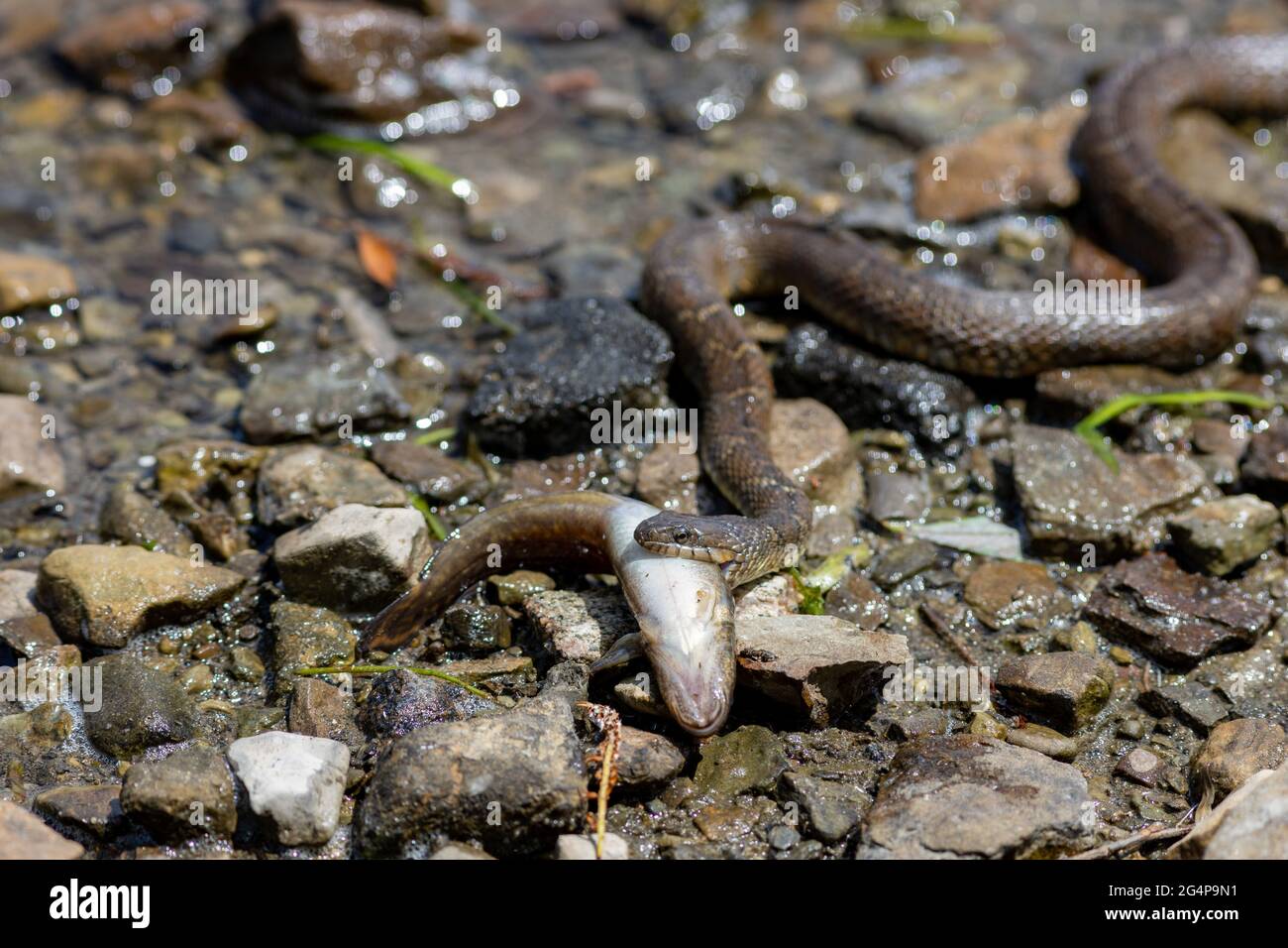 Un serpente d'acqua settentrionale, una sottospecie di serpente d'acqua comune (Nerodia Sipedon), trasporta il corpo di un pesce attraverso le rocce sulla riva di un fiume. Foto Stock