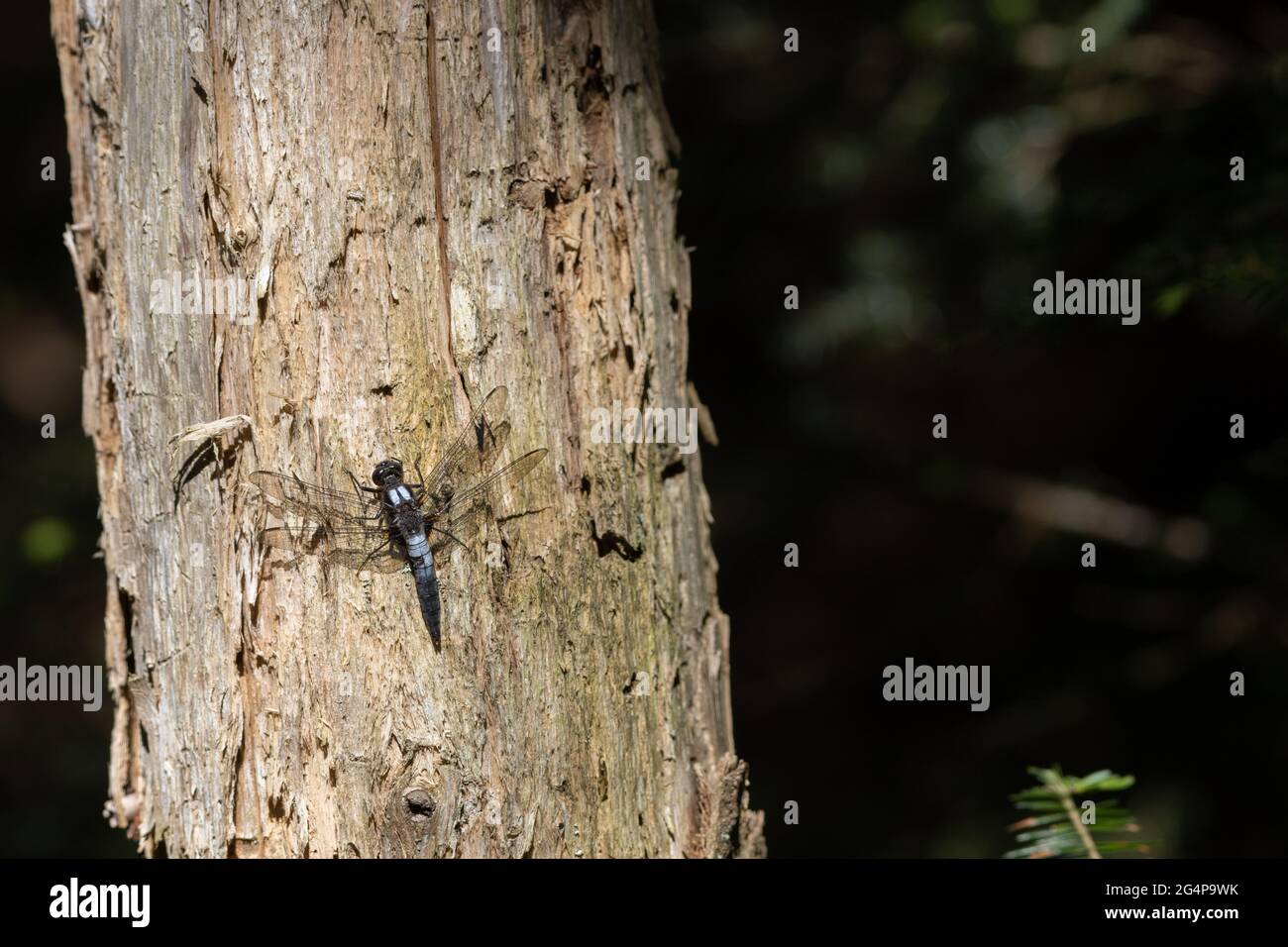 Una dragonfly corporale fronteggiato da gesso (Ladona julia) poggia sul tronco di un albero nella natura selvaggia di Algonquin Park, Ontario, Canada. Foto Stock