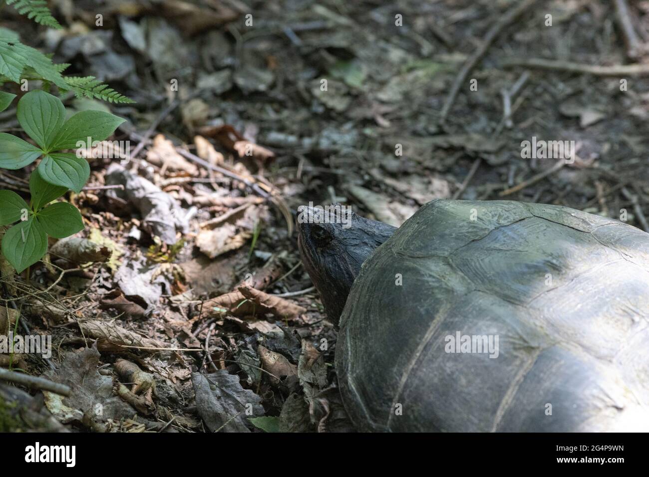 Vista ad alto angolo di una comune tartaruga a scatto (Chelydra serpentina) che mostra la sua testa e la parte superiore del suo guscio. L'animale si trova sulla terra, sulla foresta Foto Stock