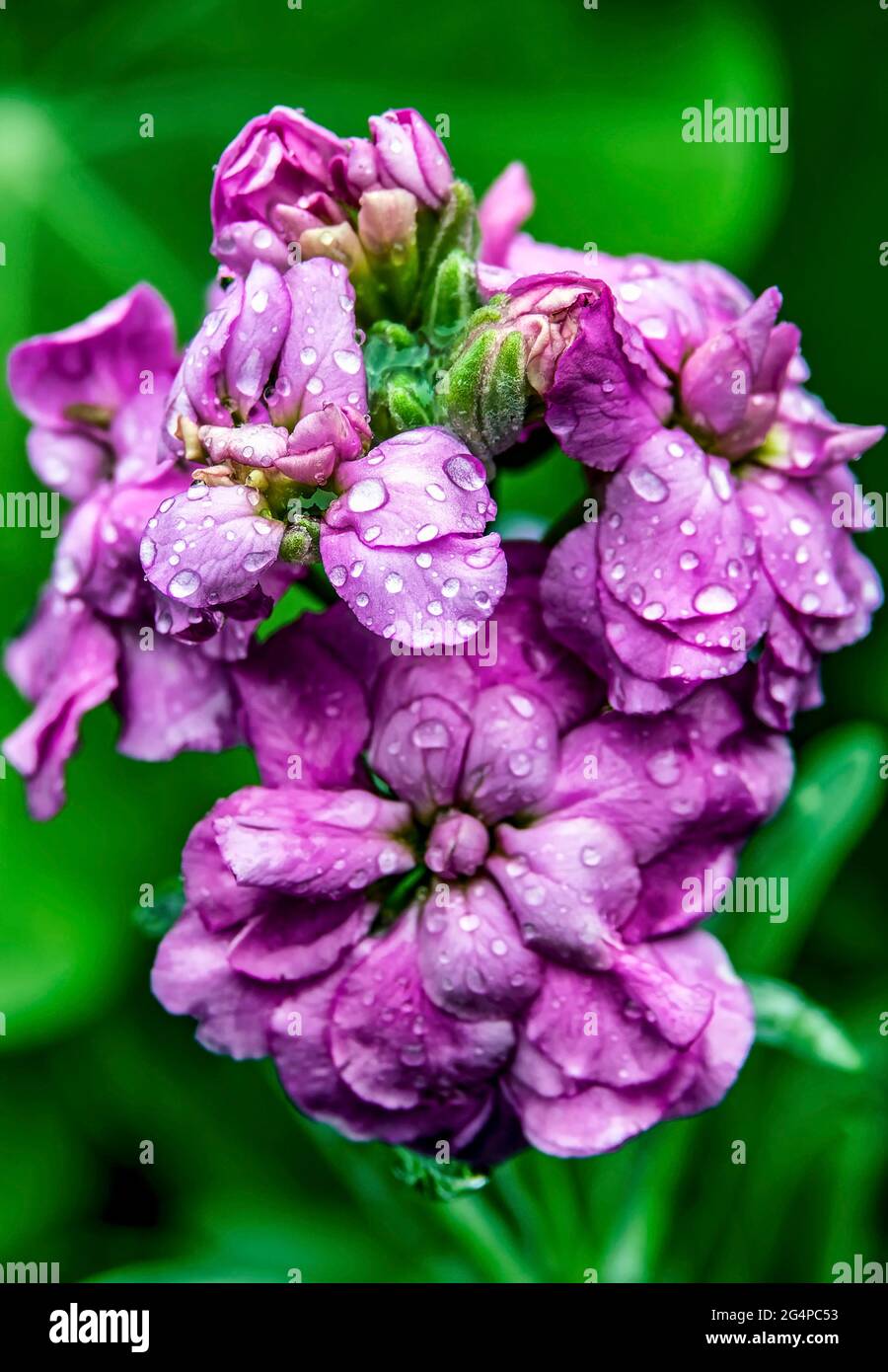 Idrangea in fiore bagnato con la pioggia Foto Stock
