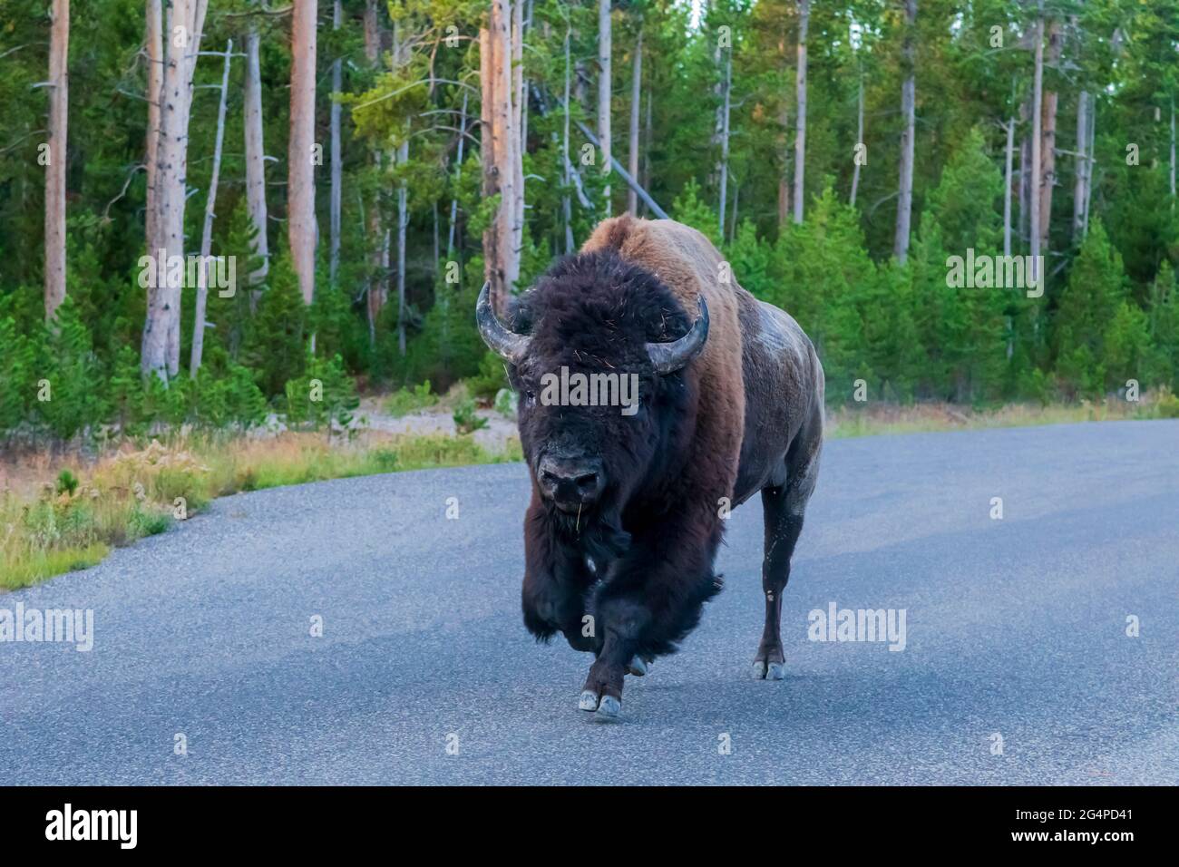 Bison (Bison bison) mandria che corre lungo la strada del parco nel Parco Nazionale di Yellowstone, Wyoming Foto Stock