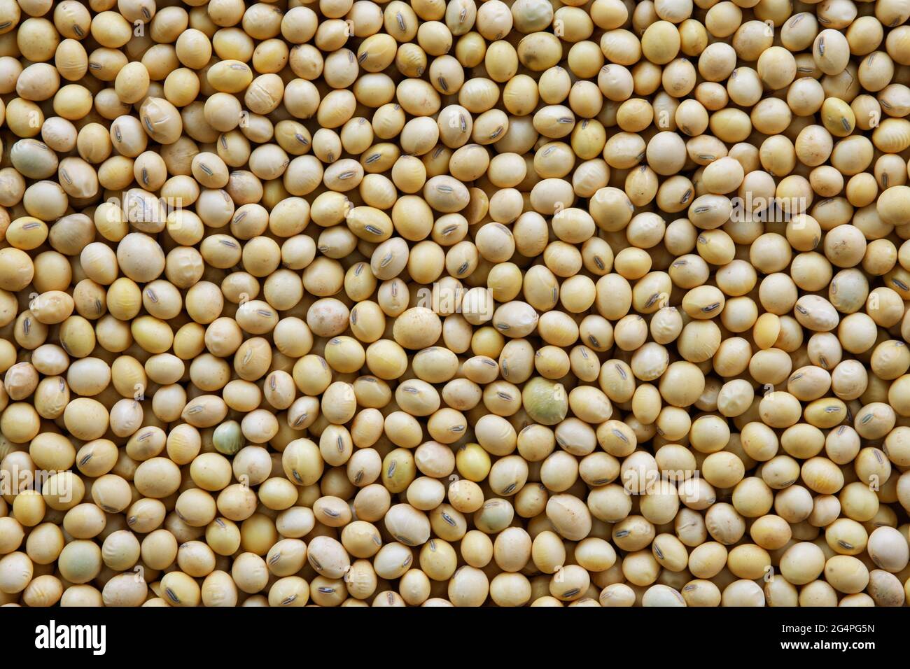 Soia - raccolto nello stato di Mato Grosso do sul, Brasile nel 2021 Foto Stock