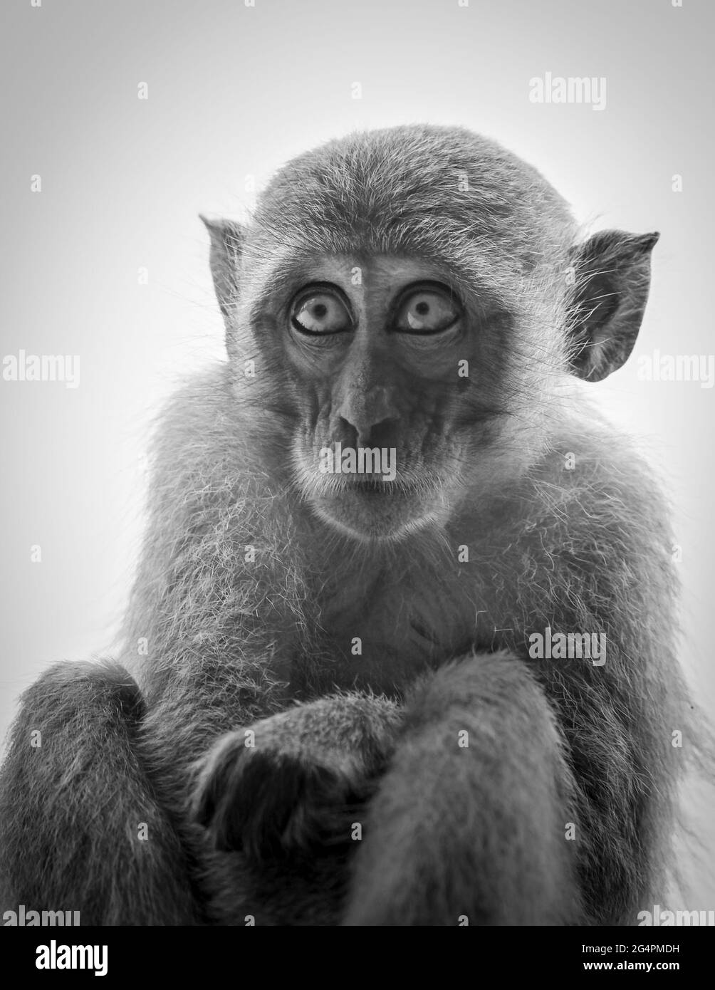 Granchio mangiare scimmia Macaque Foto Stock