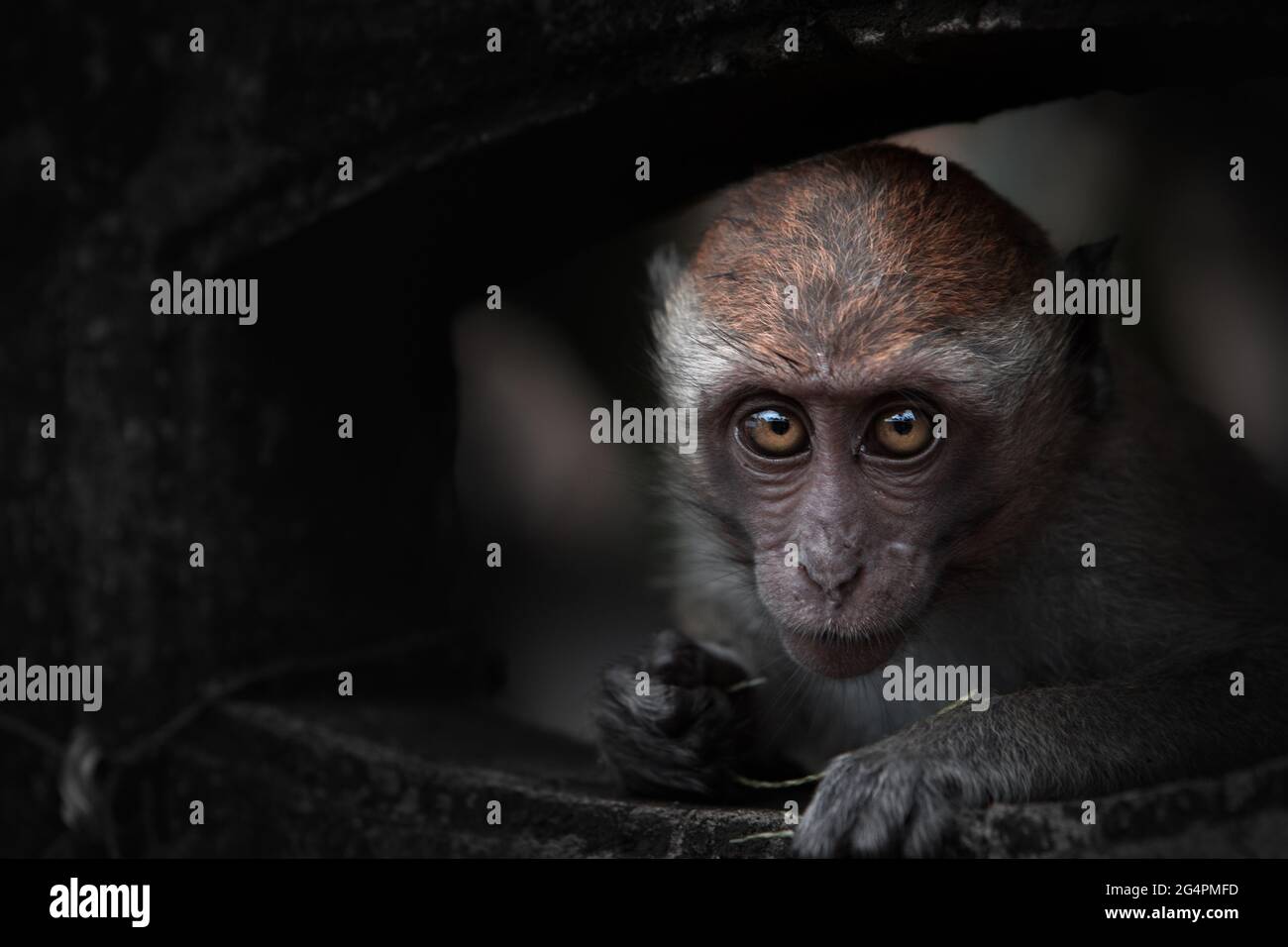 Granchio mangiare scimmia Macaque Foto Stock