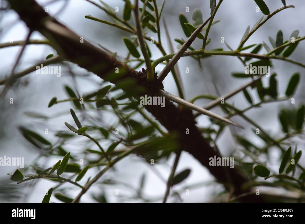 Spine nascoste su un albero dolce di Thorn (Vachellia karroo) Foto Stock