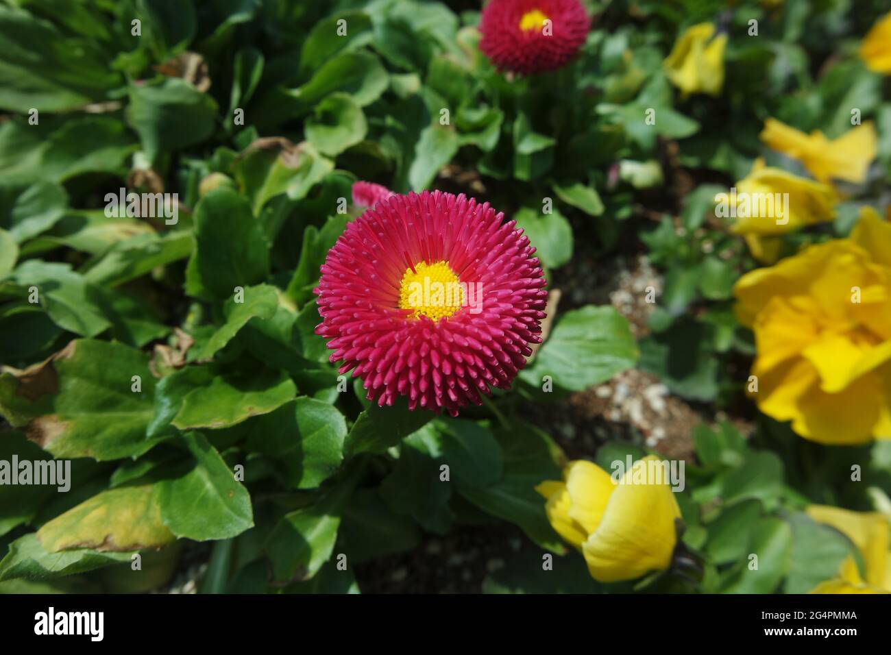 Inglese Daisy Bellis perennis Pomponette Foto Stock