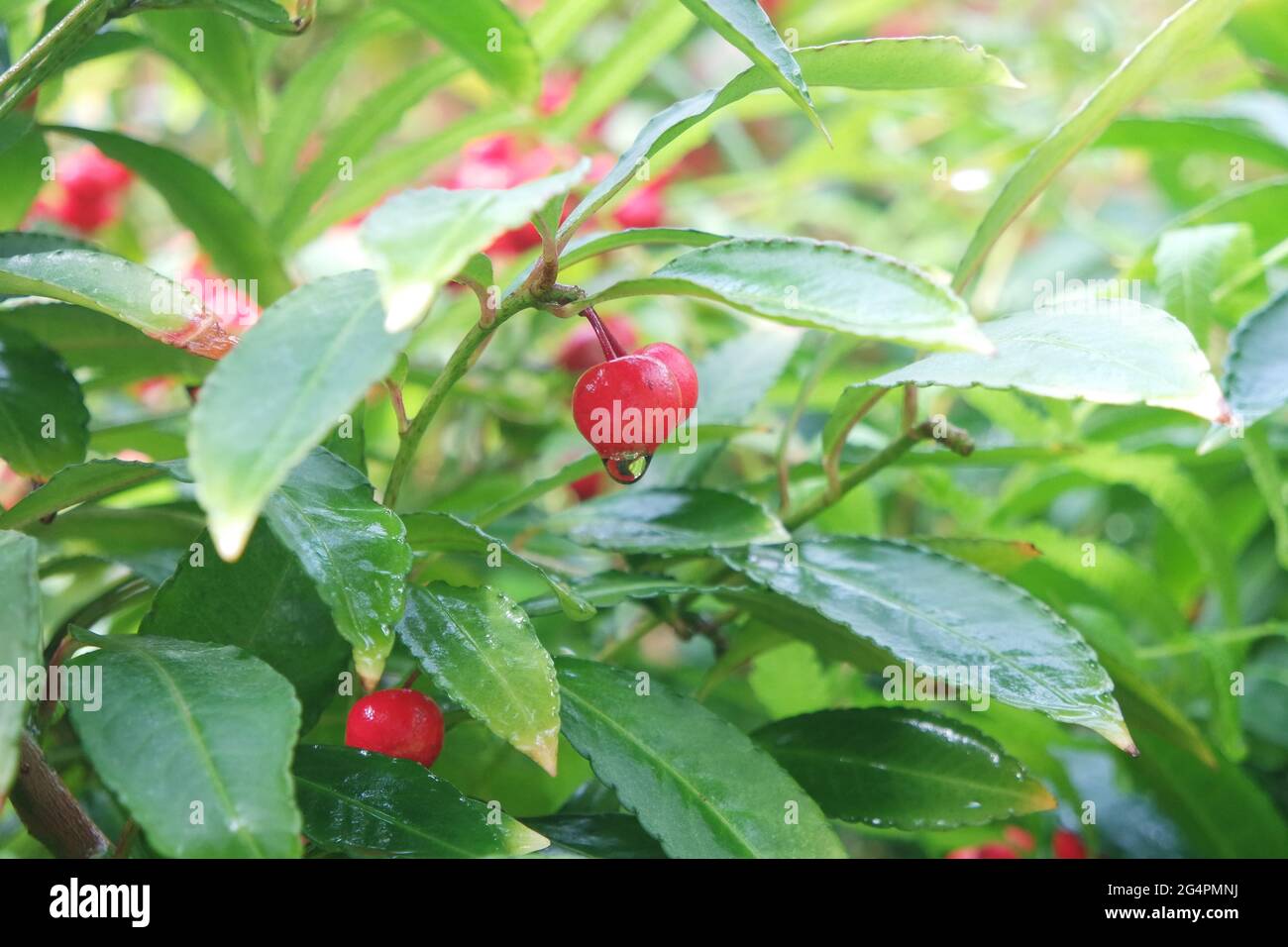 Gocciolina d'acqua su Ardisia crenata di frutta rossa fresca Foto Stock