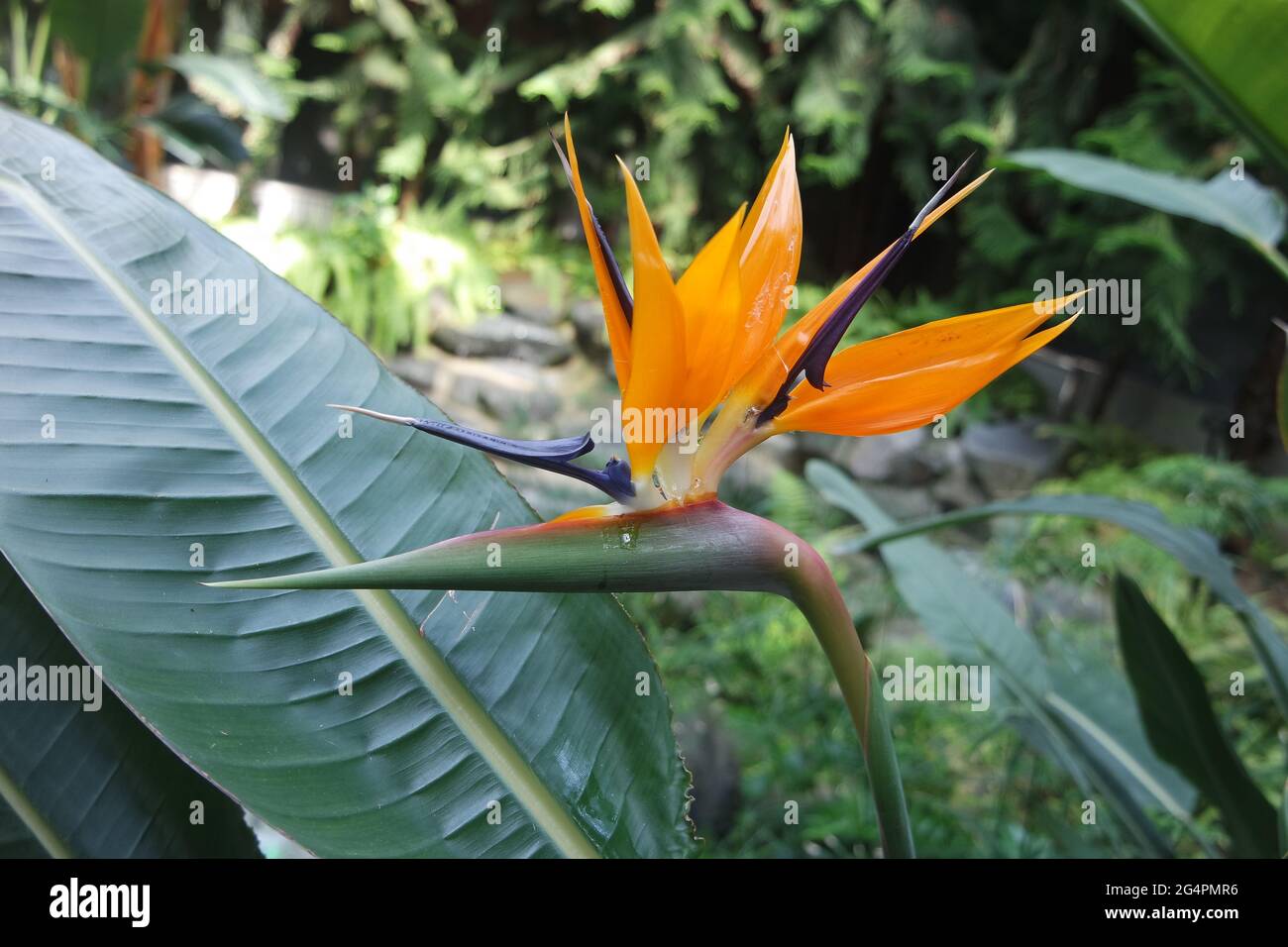 Strelitzia Reginae uccello del Paradiso Fiore Foto Stock