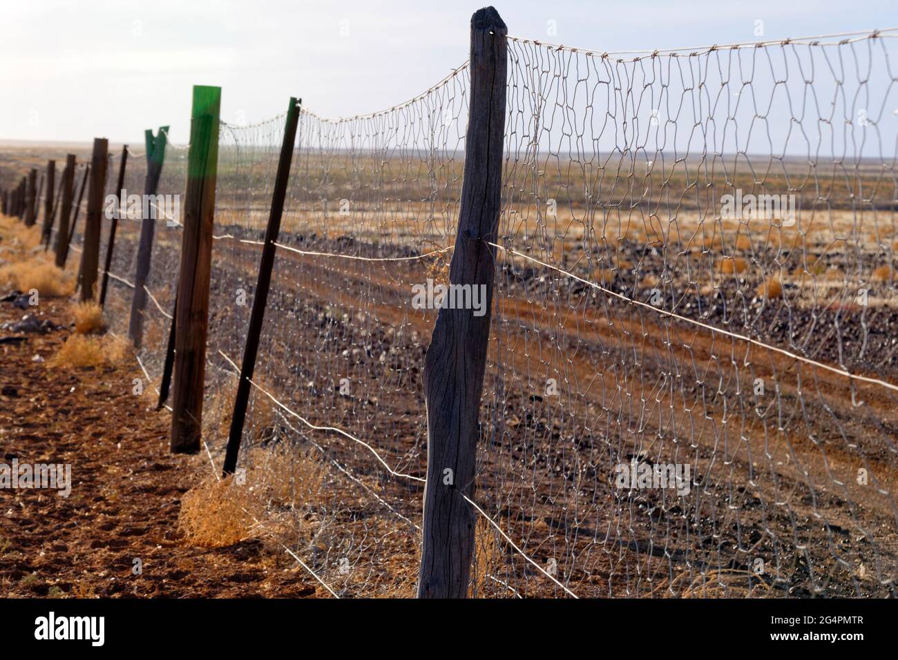 Dog Fence, recinzione più lunga del mondo, oltre 5.300 km di lunghezza, Australia del Sud Foto Stock