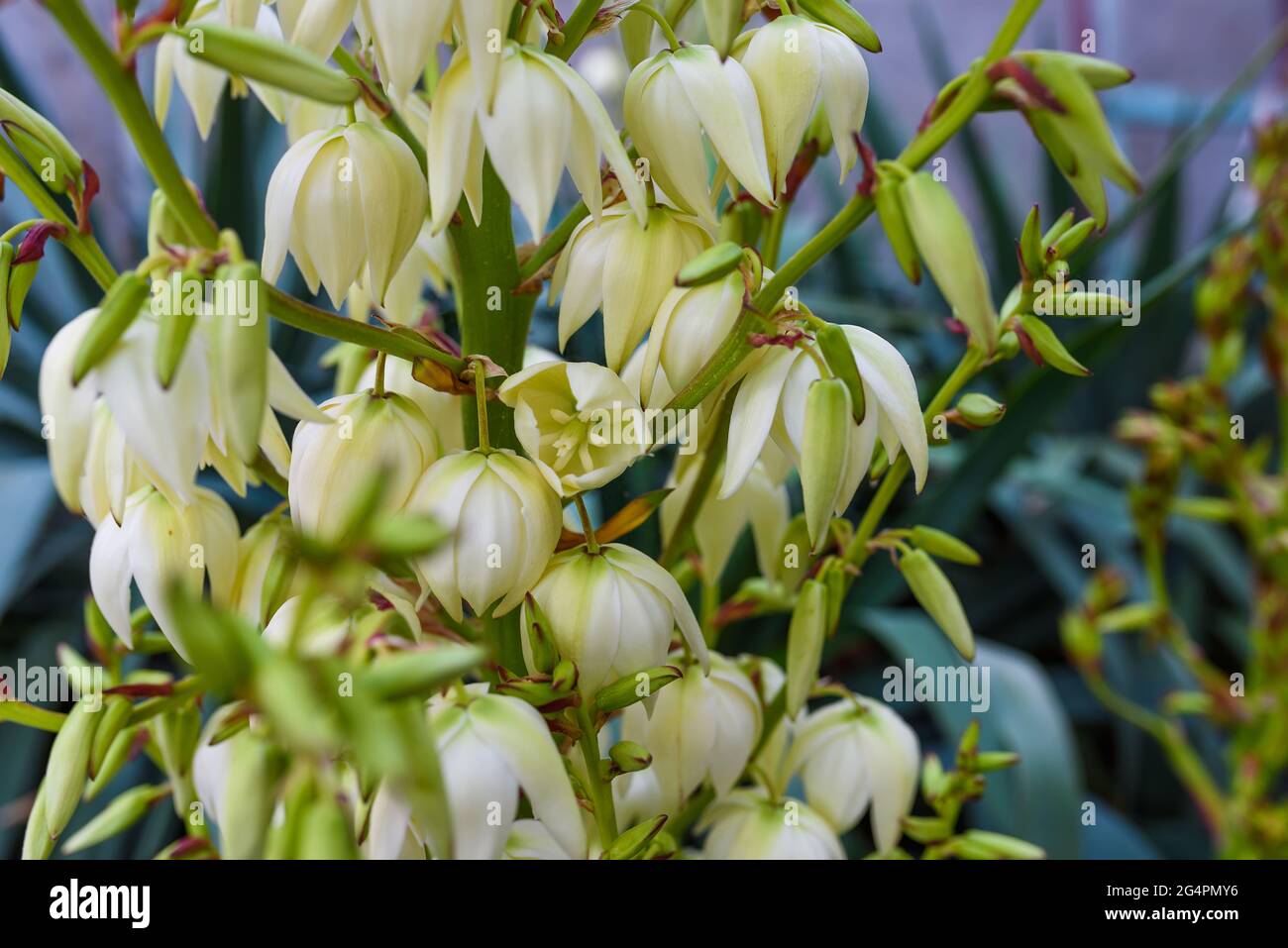 Yucca pianta bianca fiori esotici con lunghe foglie verdi su sfondo blu cielo , Yucca è un genere di piante sempreverdi tipo albero del sub Agavoideae Foto Stock