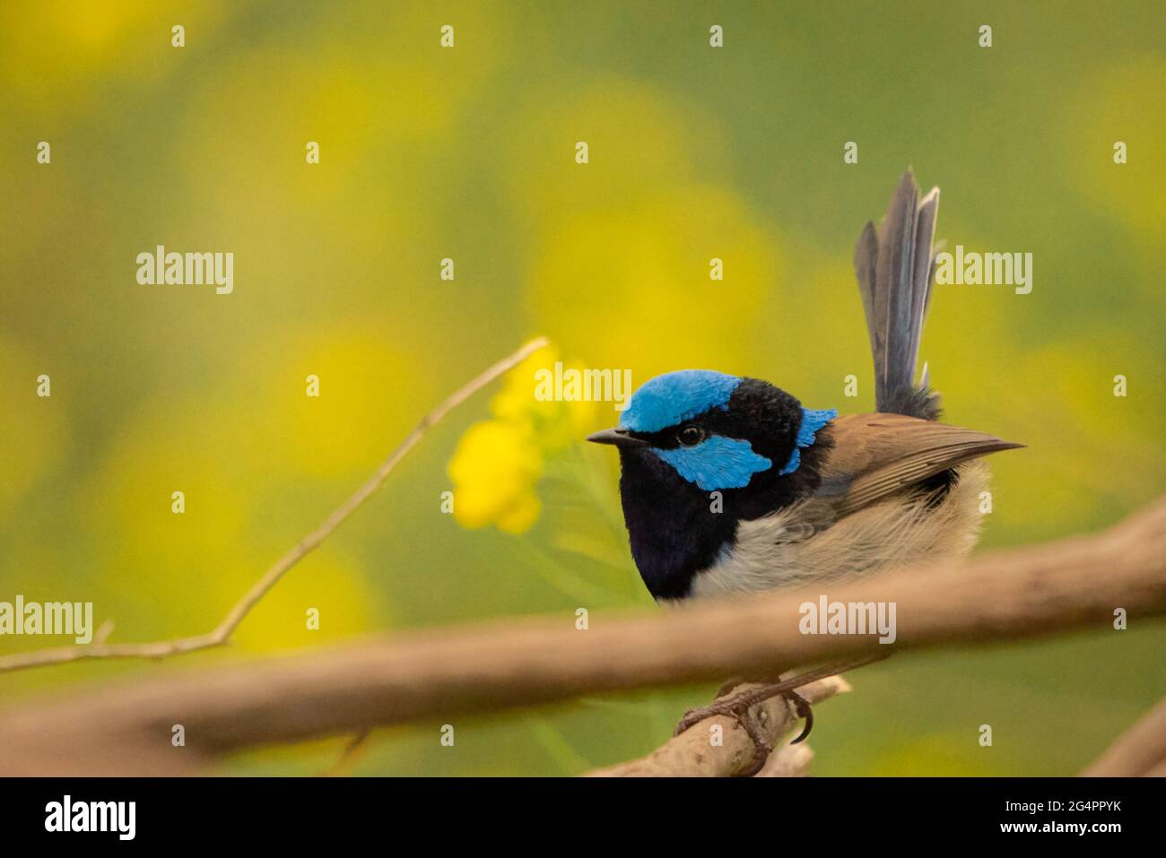 Supurb Blue Fairy Wren Foto Stock