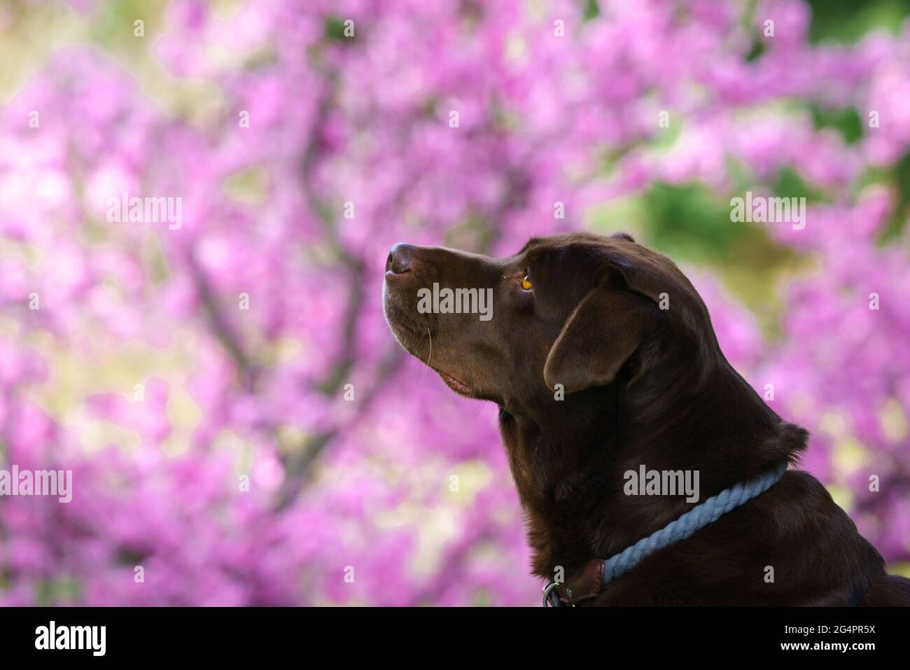 Labrador marrone in fioritura di ciliegi Foto Stock