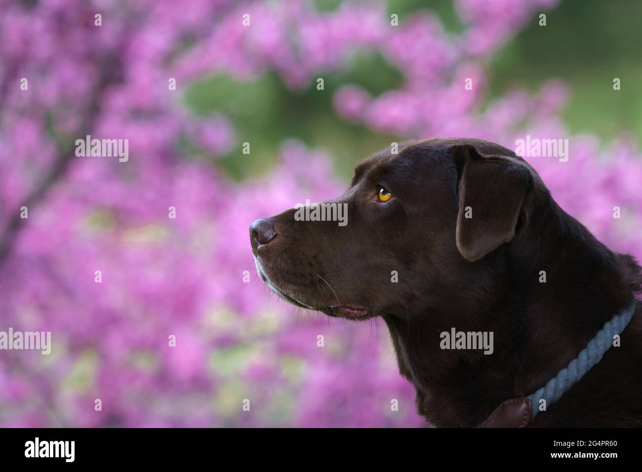 Labrador marrone in fioritura di ciliegi Foto Stock