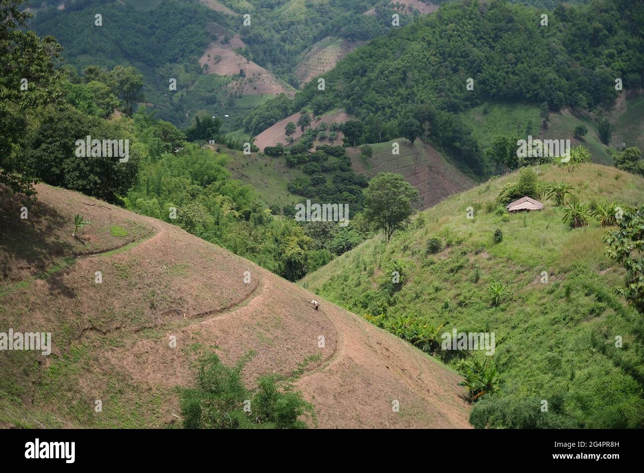 Un contadino si prende cura della sua terra su un pendio di collina massiccia, in vista della sua casa e di altre colline dietro Foto Stock