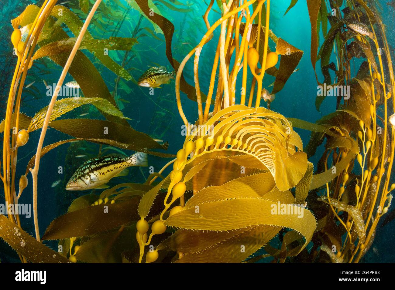 Basso kelp, Paralabrax clatratus, nella foresta di kelp, Santa Barbara, California, STATI UNITI. Le camere d'aria sollevano i trefoli di kelp gigante, Macrocystis pirifera, t Foto Stock