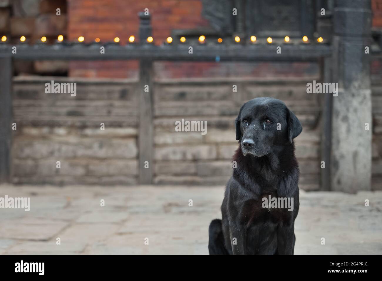Cane nero seduto tranquillamente accanto al recinto a lume di candela su Stone Ground Foto Stock