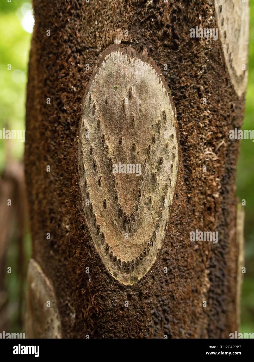 Guida forestale nel Parco Nazionale di Yanbaru, Okinawa, Giappone Foto Stock