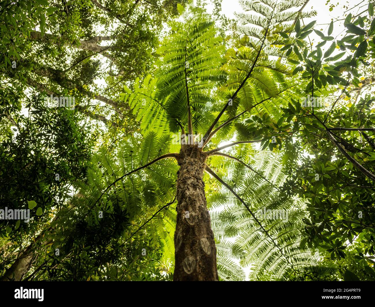 Guida forestale nel Parco Nazionale di Yanbaru, Okinawa, Giappone Foto Stock