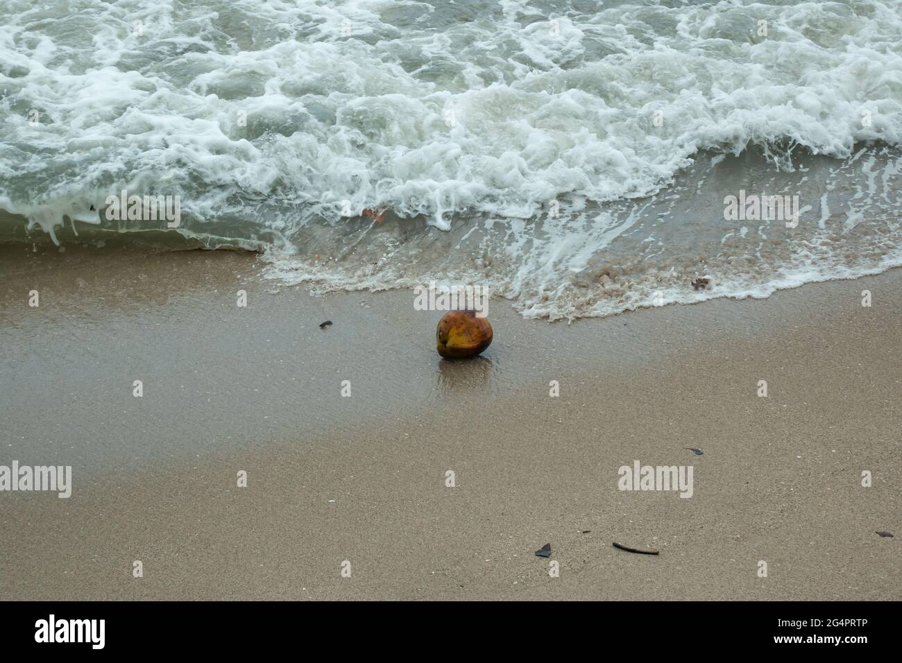 Un cocco vicino al Seashore e le onde che arrivano con un lotto di schiuma Palomino's Beach, Colombia Foto Stock