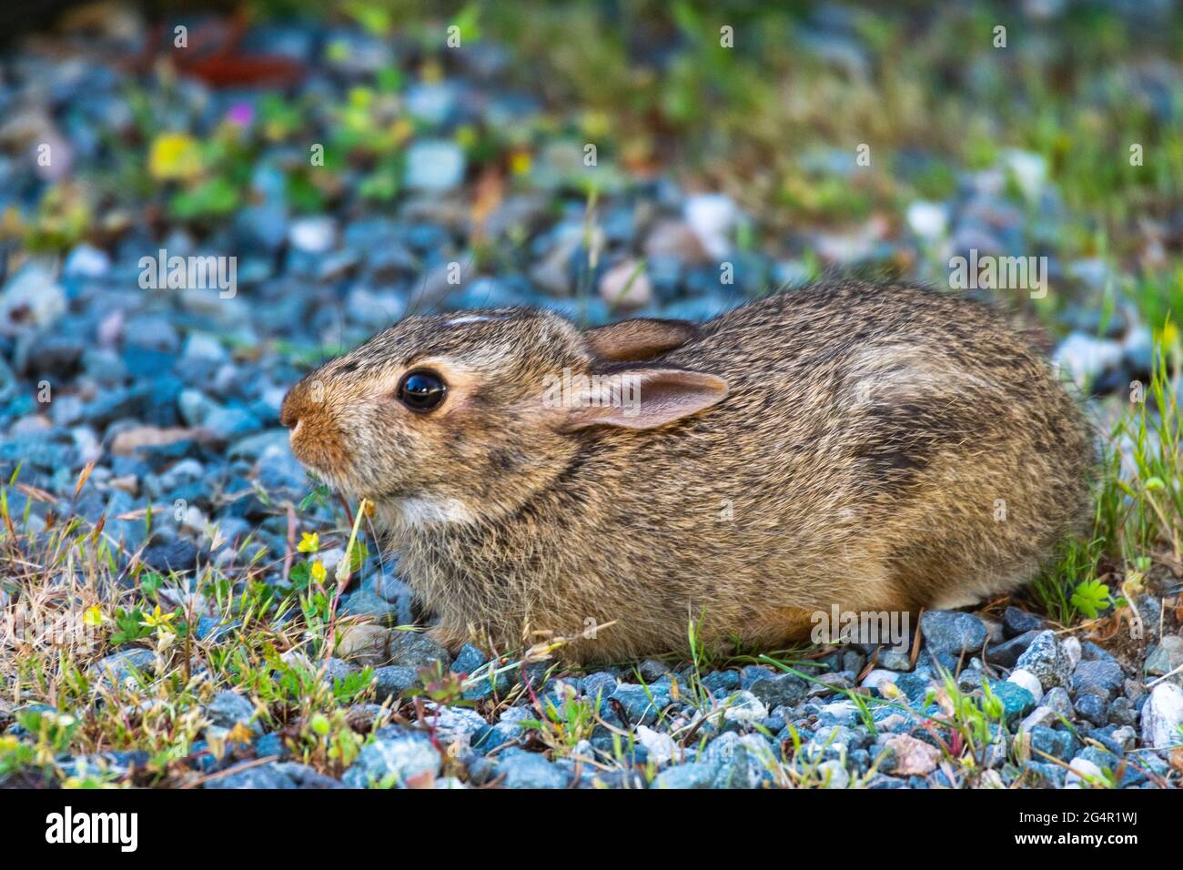Un coniglio del bambino si trova nella ghiaia e l'erba in Washington rurale Foto Stock
