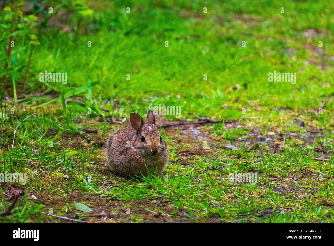 Adorabile coniglio siede in cortile mangiare erba, Washington, Stati Uniti Foto Stock