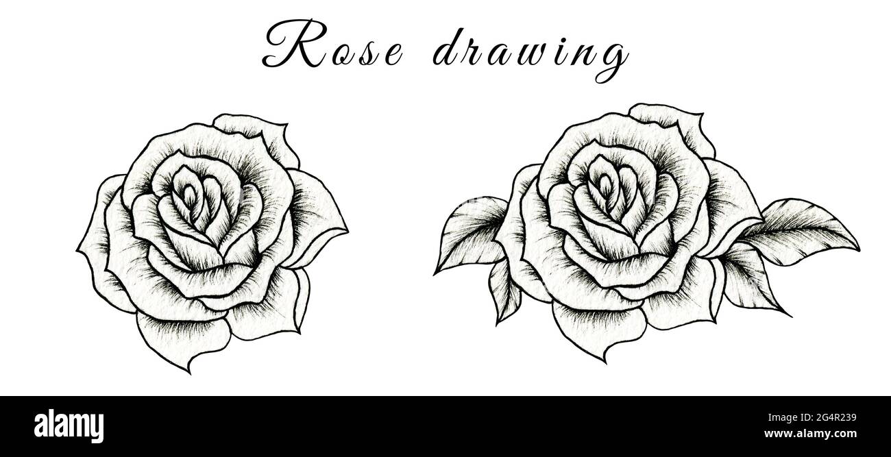 Schizzo disegnato a mano del fiore di rosa isolato su bianco, illustrazione floreale di disegno di rosa bianco e nero, schizzo di rosa vintage Foto Stock