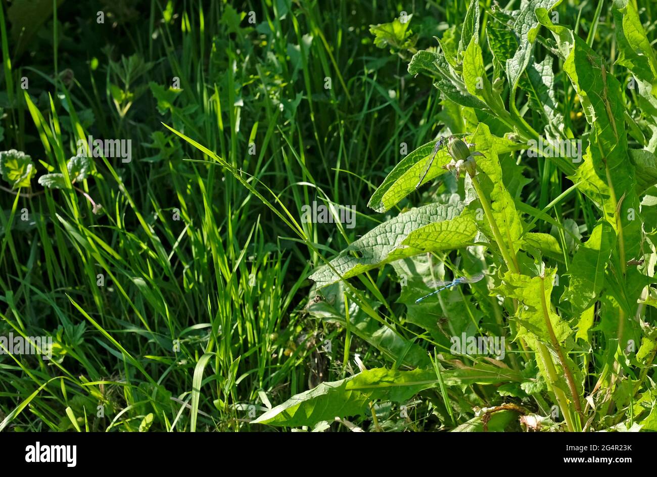 Dragonfly riposante su una pianta in una giornata di sole Foto Stock