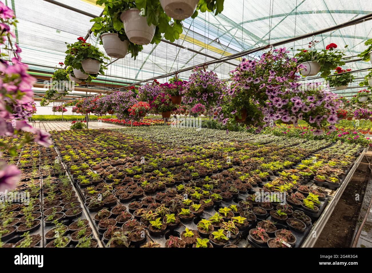 Piante verdi in pentole e petunie multicolore appese al soffitto all'interno della serra Foto Stock