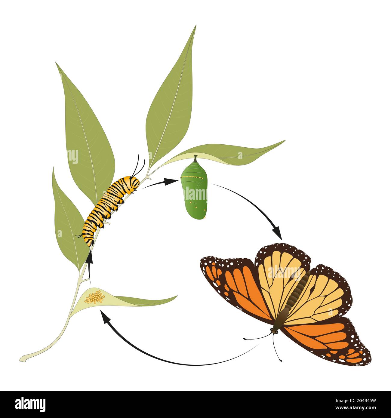 Ciclo di vita della farfalla monarca Foto Stock