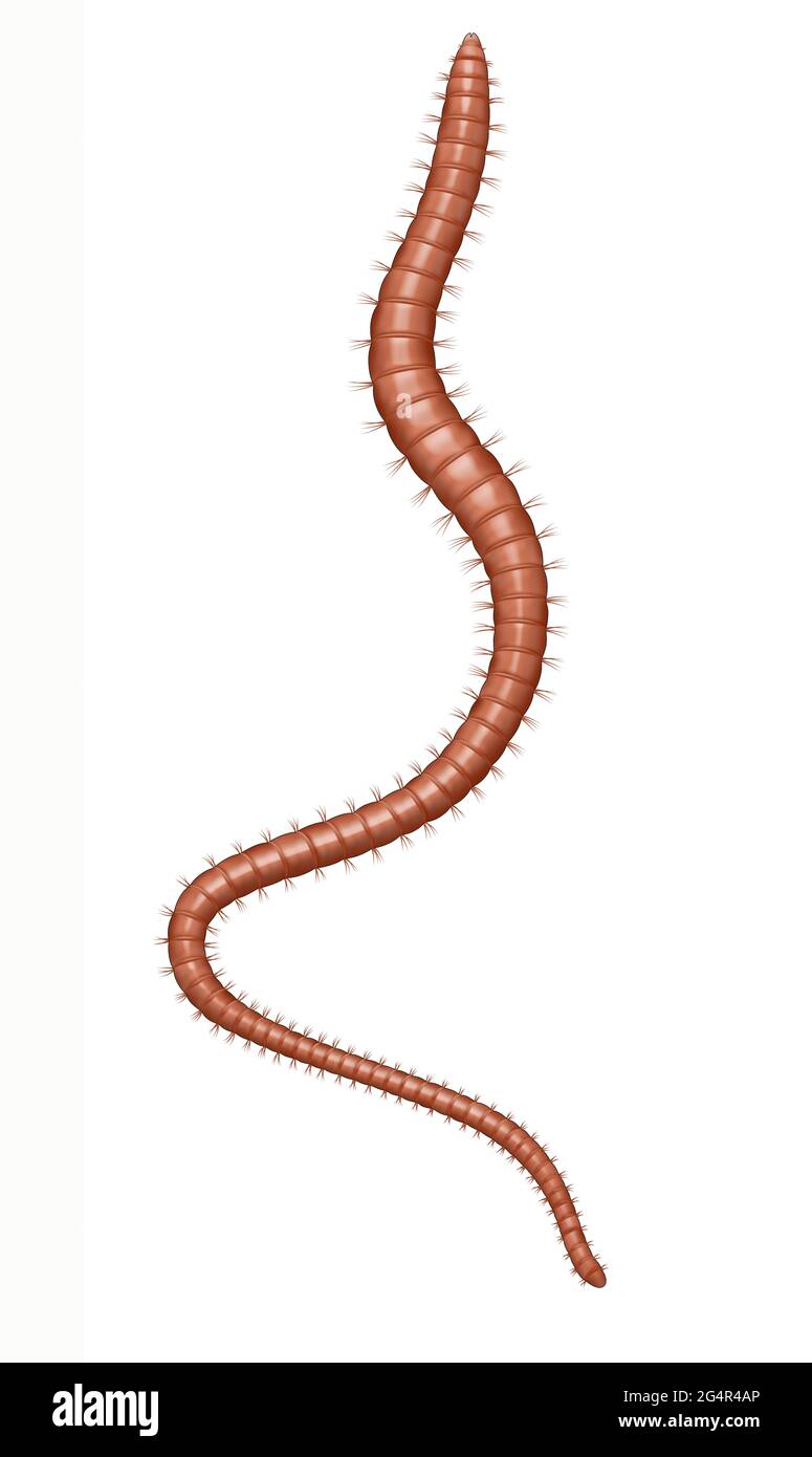 Il tuberifex è un genere cosmopolita Foto Stock