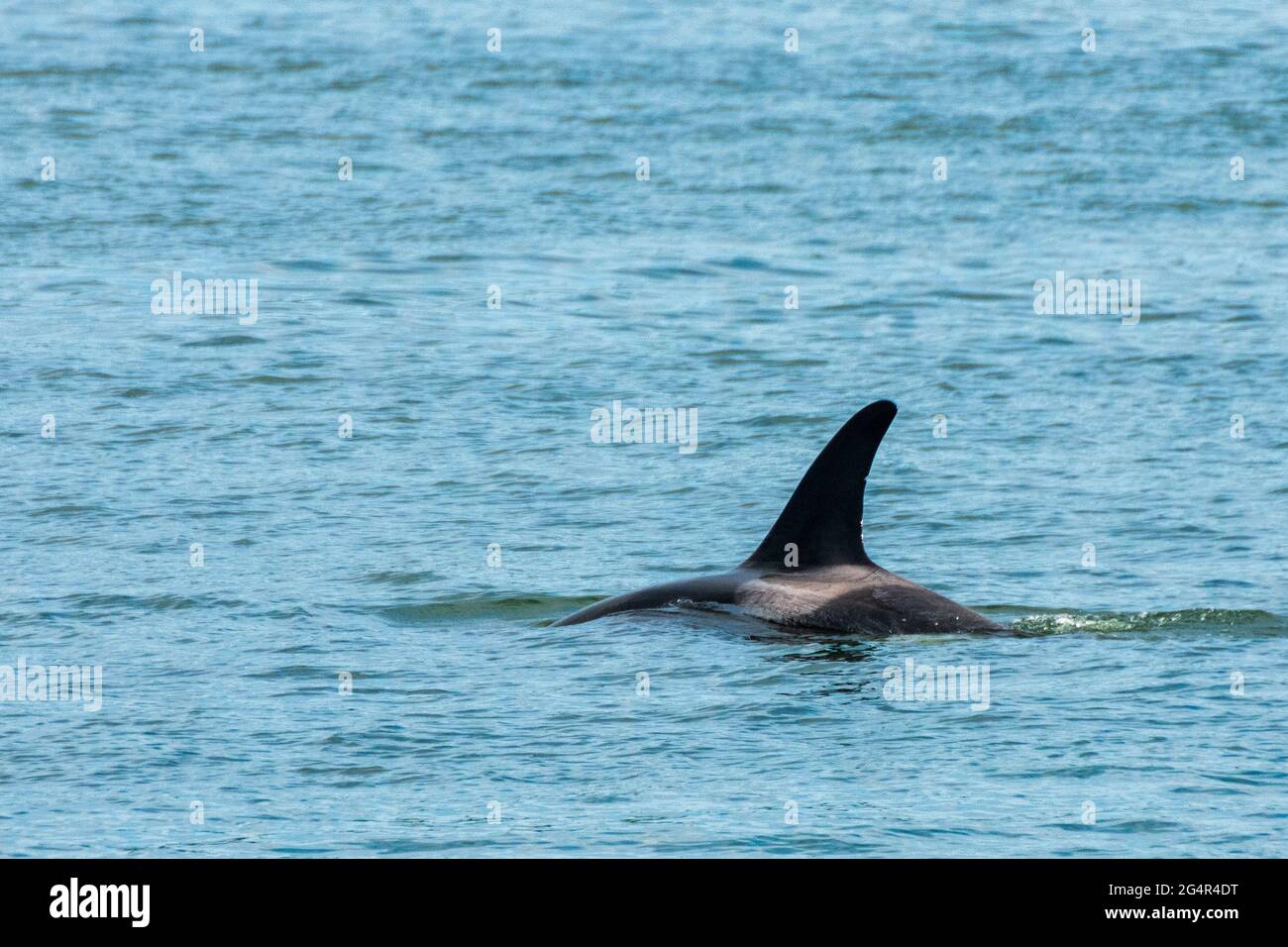 Balene Orca transitanti viste nel passaggio di Saratoga vicino a Oak Harbor, Washington, USA Foto Stock